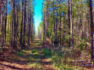 1000 Old Sylvarena Rd, Wesson, MS 39191 - photo 5