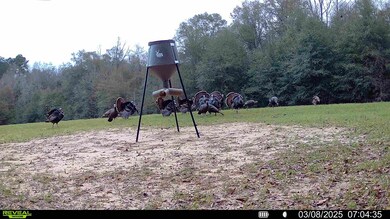 229 +-ac Cty Rd 62 Cty Rd 160 (Morgan Rd), Coleman, GA 39836 - photo 4