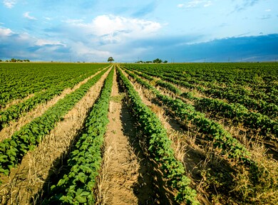 Cotton farm with residential development potential