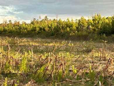 0 Fc Cox Rd, Hemingway, SC 29554 - photo 6