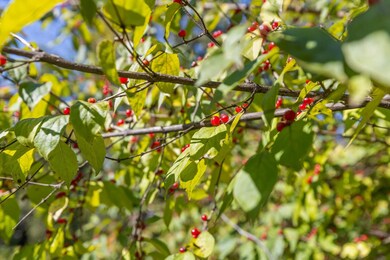 1212 Cinderella Rd, Lookout Mountain, GA 30750 - photo 6