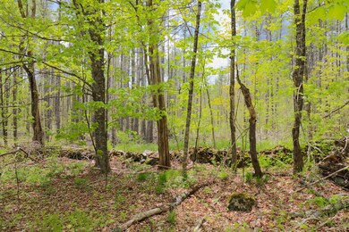 Lovely wooded settings