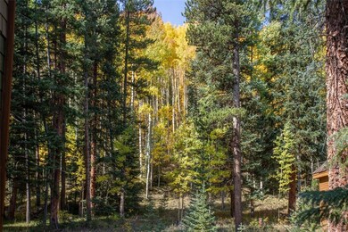Aspen grove backing to national forest