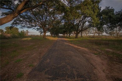 live oak looking at road
