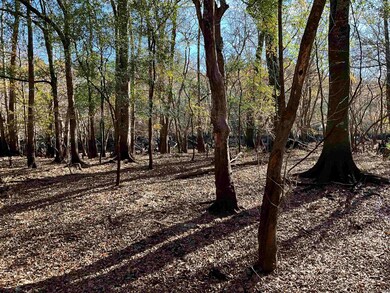 View of local wilderness
