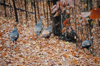 Wild turkey and lots of wildlife are all over Gate