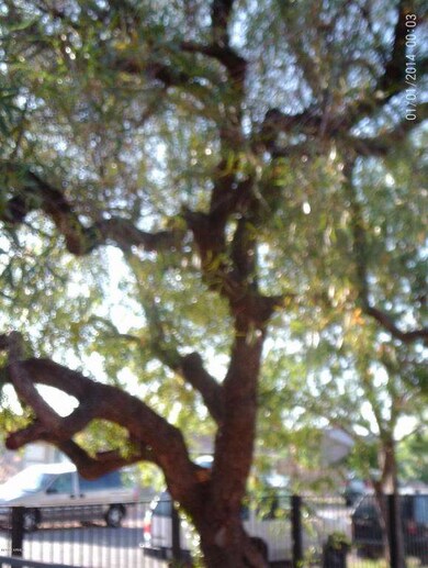 huge front yard tree