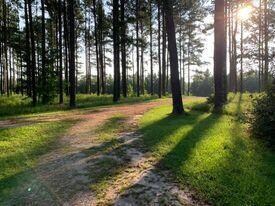 549 Highway 533, Stringer, MS 39481 - photo 4