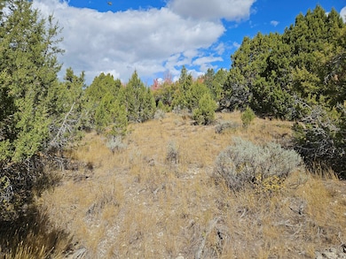 View of local wilderness