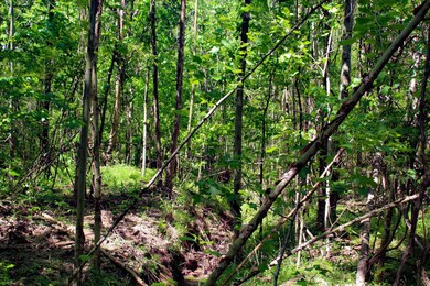 TBD S Highway 61, Vicksburg, MS 39180 - photo 4