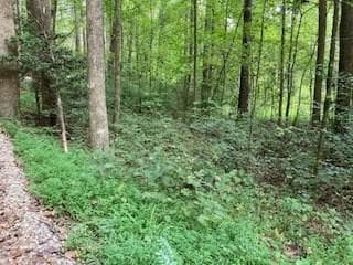 Lot 52 Llama Ln, Ellijay, GA 30540 - photo 6