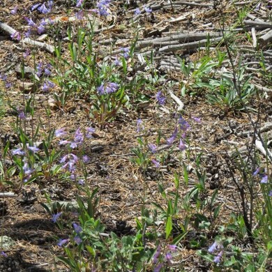 wild flowers