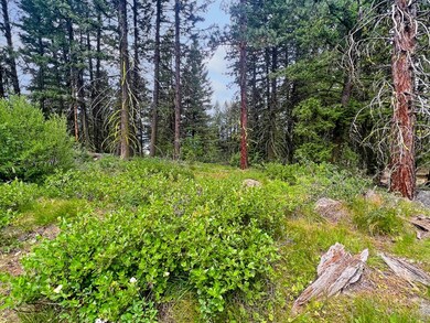 Mature Trees