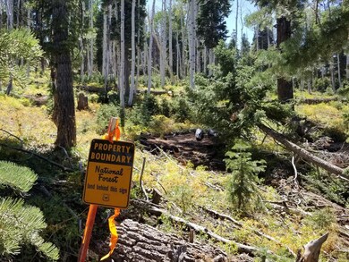 Borders National Forest
