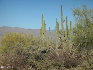 GREAT NUMBER OF SAGUARO'S