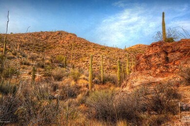 Desert Landscaping