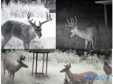 80 ACRES Upper Hurricane Rd, New Market, AL 35761 - photo 3