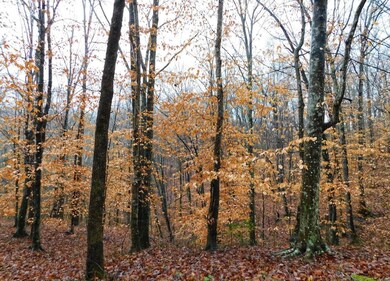 123 Harmon Rd, Somerset, KY 42501 - photo 3