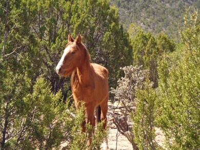 Tract 1B Camino Del Sol, Bernal, NM 87569 - photo 6