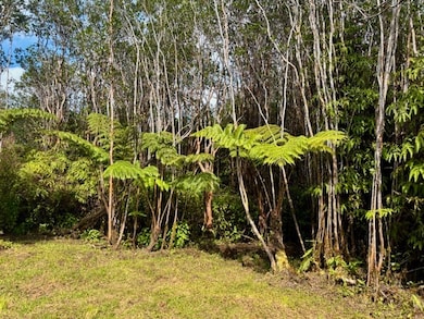 Beautiful Hapuu Ferns with Guava and Uluhe ferns.