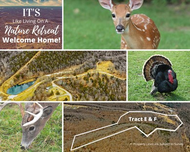 Table Rock Lake Acreage