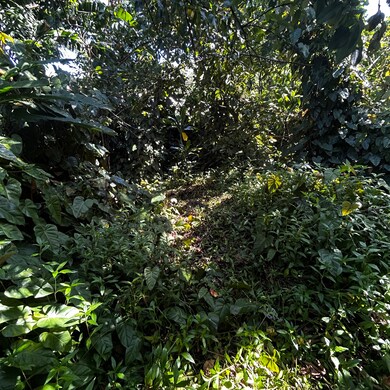 0 S Opae St unit 725855, Pahoa, HI 96778 - photo 4