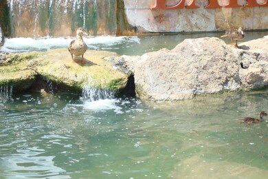 Mama Duck Watching