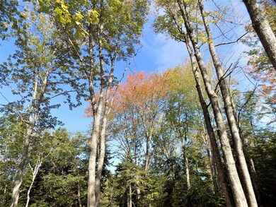 Beautiful large mature trees