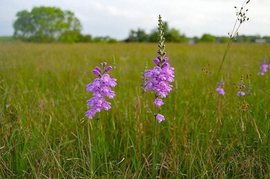 14515 Tierra Grande Dr, Needville, TX 77461 - photo 6