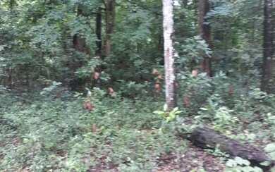 TBD California, Fort White, FL 32038 - photo 3