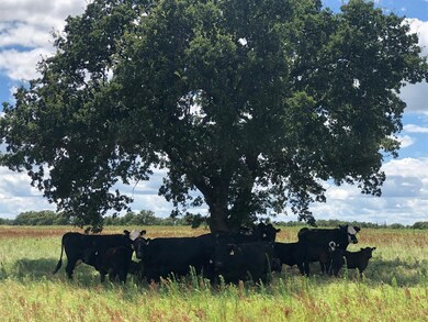 3213 School House Rd, Forestburg, TX 76239 - photo 5