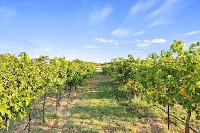5 Yr maturity of vines