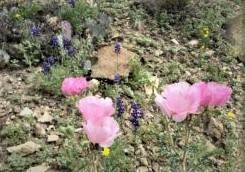 51550 Texas 118 unit H-69, Terlingua, TX 79852 - photo 2