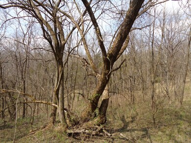 0 Seaville Rd, Willisburg, KY 40078 - photo 5