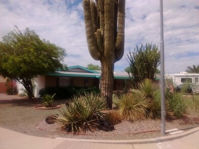 saguaro cactus