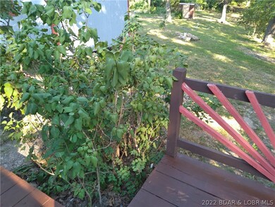 Lots of lilac bushes