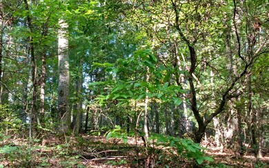 Additional View