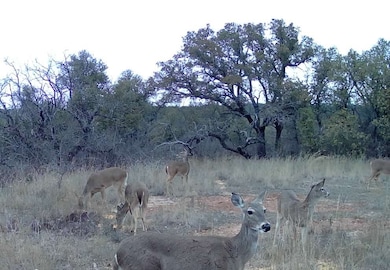 TBD Farm To Market 585, Coleman, TX 76834 - photo 4