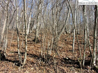 Lot 238 has 100 percent tree cover