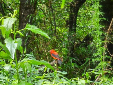 0 Hutcheson Road Off, Temple, GA 30179 - photo 5