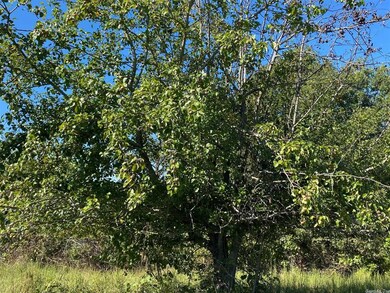 fruit tree in back pasture