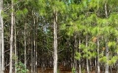 Nice pines on this 40 acre tract