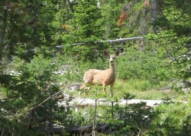 7524 Lower Telegraph Creek Rd, Elliston, MT 59728 - photo 5