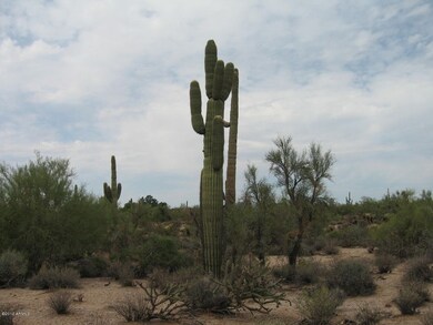 Large Saguaros on Land