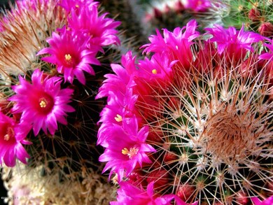 0000 E Lone Mountain Rd unit B-1620, Scottsdale, AZ 85262 - photo 3