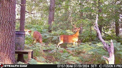 Deer Cam 1