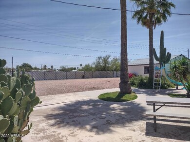 Cactus back yard 2