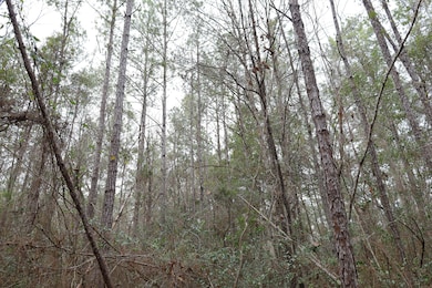 Tbd Hwy 29, Janice, MS 39425 - photo 4