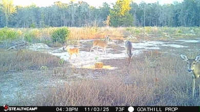 17.65 Acres Alabama 87, Samson, AL 36477 - photo 5