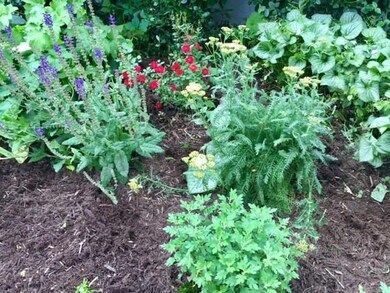 Rose bush and other blossoming perennials. Enjoy f